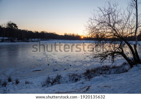 Tree at the shore of a frozen lake in the morning