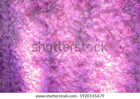 wallpaper stage background decorated with beautiful  romantic rose flowers