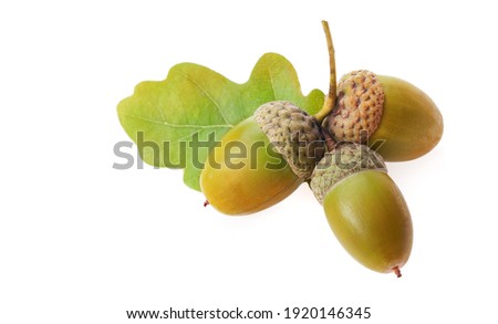 acorns with oak leaf isolate on white. Royalty-Free Stock Photo #1920146345