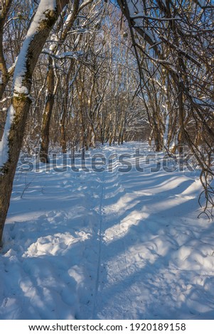Sunny day in the frosty forest in the winter season. Landscape with forest and perfect sunlight with snow and clean sky. Beatuful contrast of snow shapes and shadows