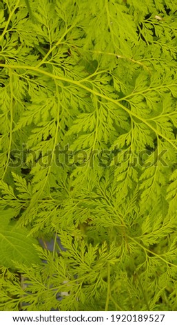 a green leaf texture background