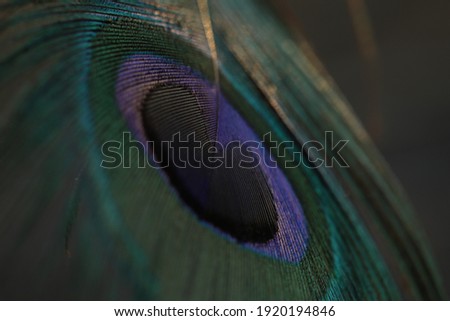 India, 19 February, 2021 : Close up of peacock feather, Peafowl feather, feather, Peacock eye feather, Peafowl, Background, Mor pankh.