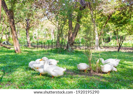 Flock of  Yi Liang ducks, the body is white and yellow platypuses which they are eating their food while walk in the green garden.