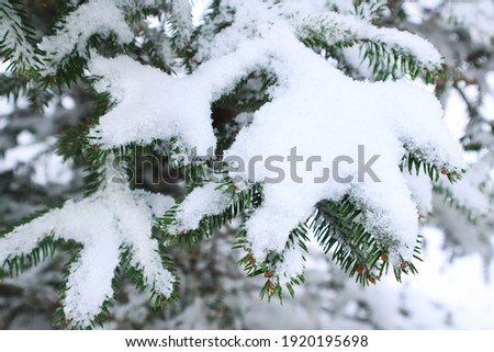 Spruce branches covered with snow. Christmas Tree. Snowy weather outdoor