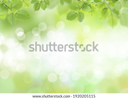 Beautiful green leaves on blurred background, space for text. Spring season 