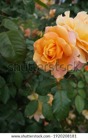 Yellow Flower of Rose 'Manyo' in Full Bloom
