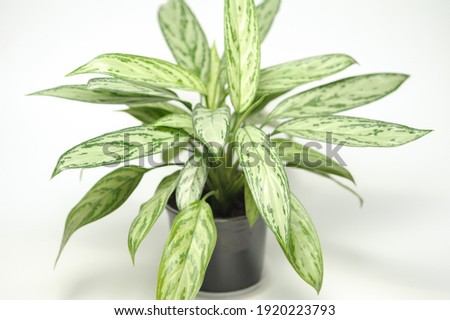 Aglaonema Silver Queen. Indoor plant beautiful houseplant Royalty-Free Stock Photo #1920223793