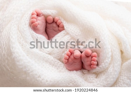 newborn twins baby feet in a lovely white blanket  Royalty-Free Stock Photo #1920224846
