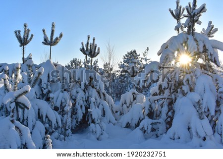 Frozen trees in the snow capped forest . Cold ,sunny winter day in Lithuania. Scenic nature.
