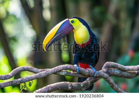 Bird with open bill, Chesnut-mandibled Toucan sitting on the branch in tropical rain with green jungle in background. Wildlife scene from nature. Royalty-Free Stock Photo #1920236804