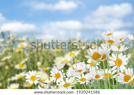 Beautiful chamomile flowers outdoors on sunny day. Springtime 