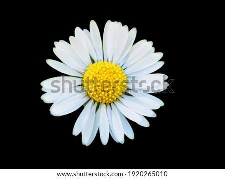 Simply an isolated on black  daisy