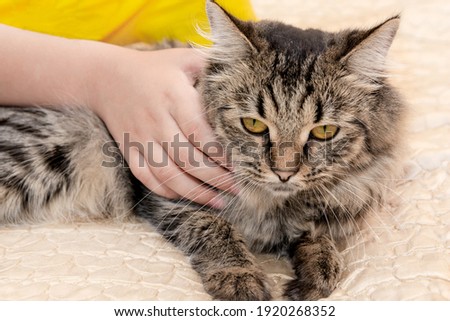 Fluffy Siberian cat is unhappy with the caresses of a child.