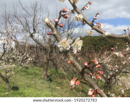 Light pink plum blossoms in the plum grove in the park of Souri Pond