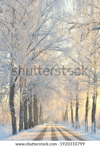 Rural road among the frozen trees in a winter scenery. Beautiful Lithuanian lanscape.