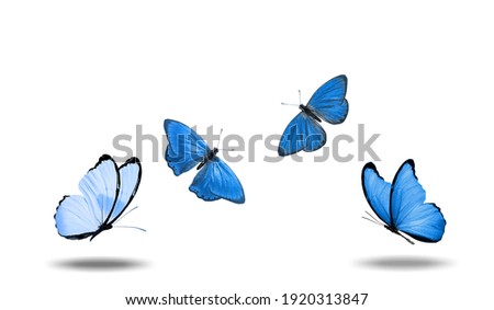 Blue butterflies take off isolatedly on white background. High quality photo