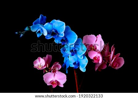 Coloured Orchids on black background with negative space