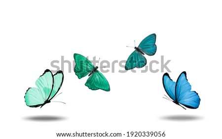 four soaring butterflies with a shadow isolated on a white background. High quality photo