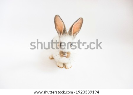 a white rabbit looks at the camera on a white background of isolate. very beautiful Easter bunny. the concept of a postcard or a background image.