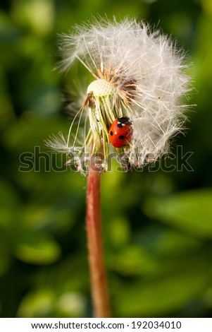 Ladybug on a out of flower dandelion