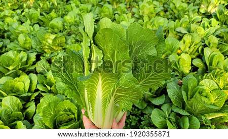 Winter Grown cabbage, Seasoned cabbage, Chinese cabbage