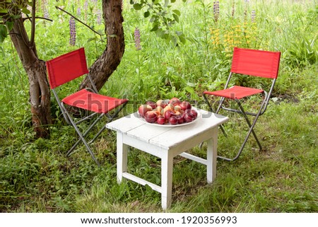 White small table, red folding chairs made of fabric on the grass. Fruit plate - plums, apples, apricots. Summer relaxation in the garden.