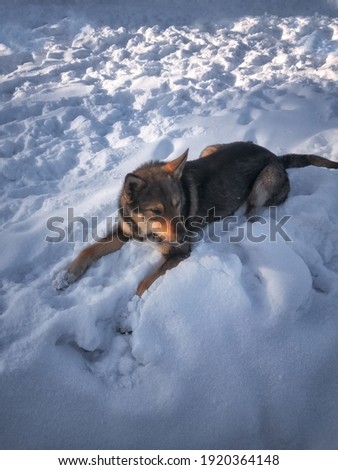 Young dog lying on white fluffy snow. Portrait of a young dog lying in deep snow in winter.