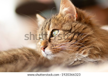 young fluffy ginger Siberian cat lying on bed sleeping, resting, concept lovely pets