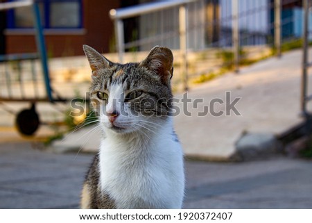Cat Photos, Cat, Kedi, Istanbul