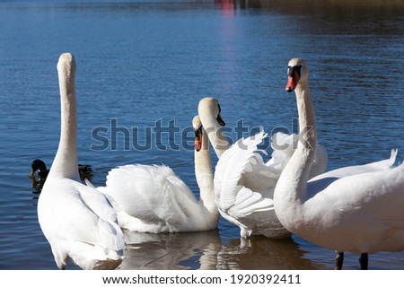 white swans living on the lake near the city, beautiful large waterfowl in the spring season while searching for a pair