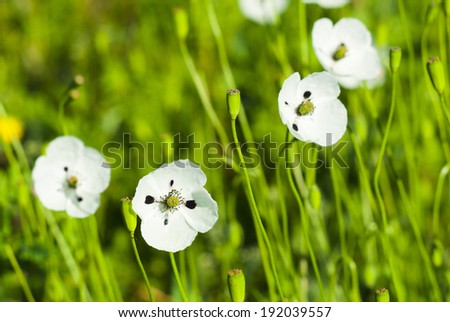 white poppy flowers on a meadow