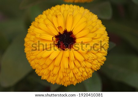 selective focus picture of a yellow calendula flower