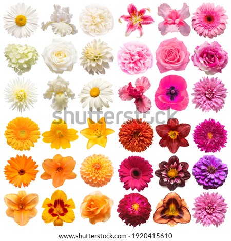 Big collection of various head flowers purple, white, orange and pink isolated on white background. Perfectly retouched, full depth of field on the photo. Top view, flat lay Royalty-Free Stock Photo #1920415610