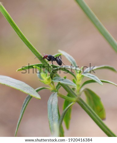 Beautiful ants in a jungle on plant
