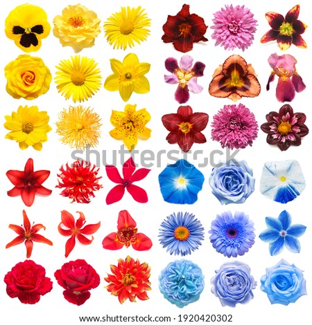 Big collection of various head flowers yellow, purple, blue and red isolated on white background. Perfectly retouched, full depth of field on the photo. Top view, flat lay