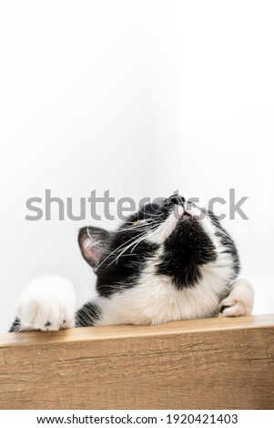 The head and paws of a black and white cat lying on a wooden table, bottom view. The playful kitten looks up, sniffs. Waiting for Spring. Vertical poster with copy space. World cat day, pet day.