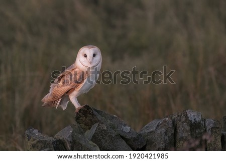 Barn owl. Latin Name Tyto alba. Sitting on stone wall looking at the camera. Close up picture. Green blurred grass in the back ground. 
