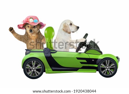 A dog labrador drives a green car with a passenger. White background. Isolated.