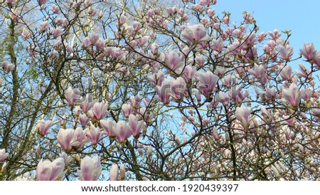 Magnolias in march 