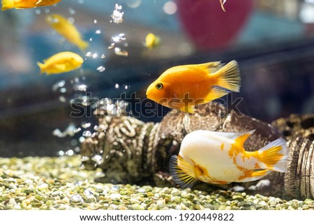 Goldfish in the aquarium. Air bubbles in the background. Selective focus