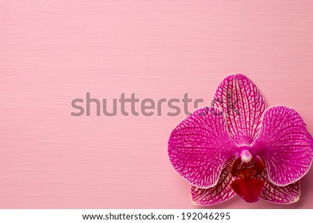 Pink orchid flower on the pastel colors background. Studio photography.