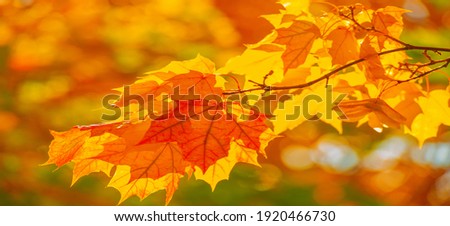 Autumn sketch with maple leaves, yellow red orange colors of leaves, photograph isolated on white background