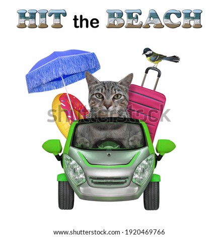 A gray cat drives a green car to the sea. Hit the beach. White background. Isolated.
