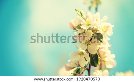 Blooming apple trees in spring in the garden. Selective focus. Flowers.