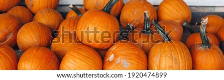 Red pumpkins by store on farm. Autumn fall harvest. Thanksgiving and Halloween holiday preparations. Colorful fresh ripe seasonal vegetables. Web banner header.