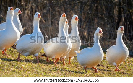 white geese on the farm Royalty-Free Stock Photo #1920481565