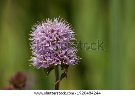 Close up of a water mint (mentha aquatica) flower in bloom
