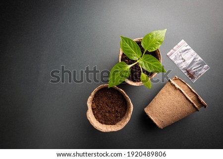 Seedlings vegatables with garden tools on black background, top view