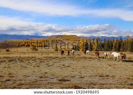 steppe in Siberia herd of horses blue sky clean air