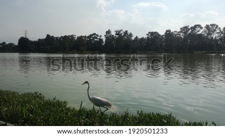 Swan on Xochimilco México city 